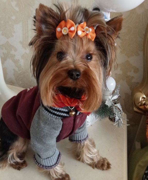 В'ЯЗКА!!!Міні хлопчик 1800