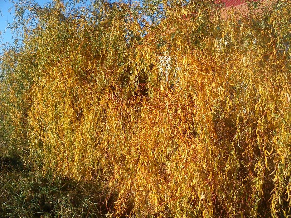 Продам ива матсудана