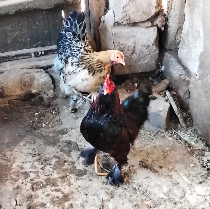 Продам карликових півників