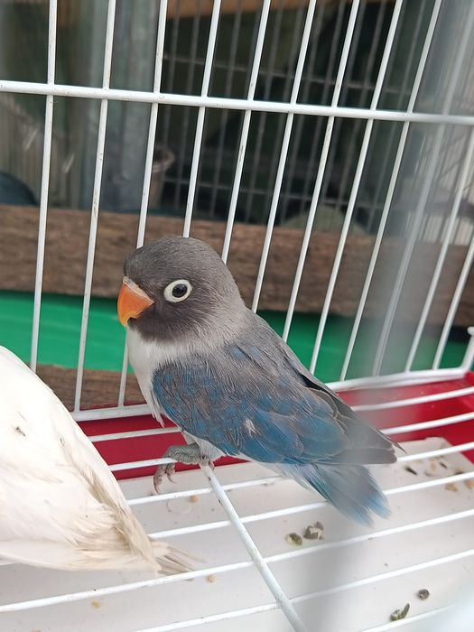 Agroponis 4 azuis 2 caturra bebés e 1 já a comer sozinha