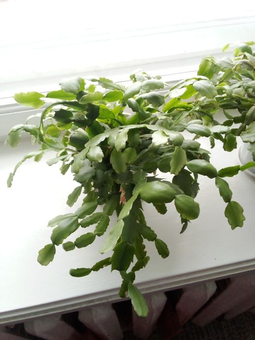 Продам  вазон.різдвяник.