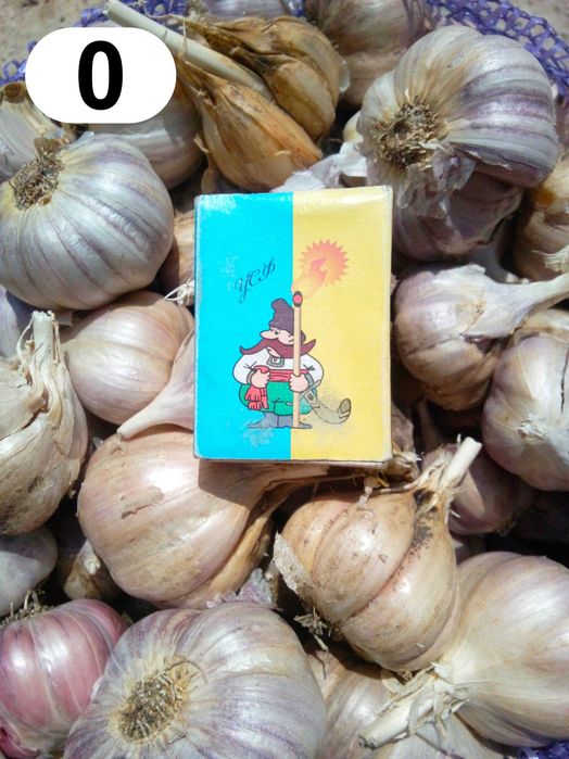 Часник домашній, Любаша, Харківський