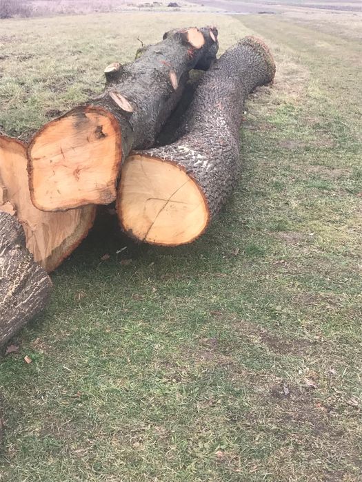 Sprzedam dęba w klocu