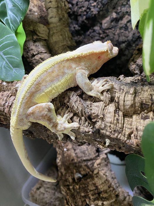 Gekon orzęsiony Lilly White Pinstripe - samiec