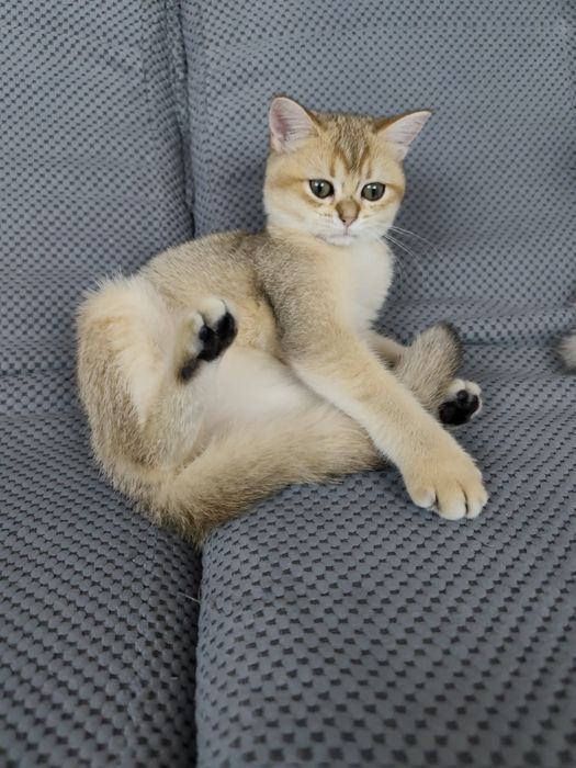 Котенок девочка британец золотая шиншилла