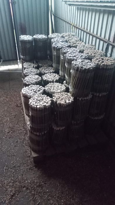 Sadzonki wierzby energetycznej zielona architektura wierzba energetycz