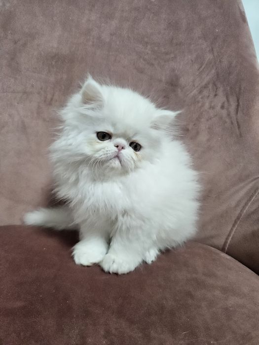 Kocurek perski, kot perski