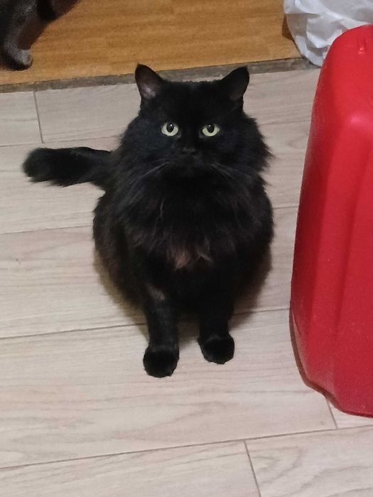 Czarny puchaty kotek Baron, fiv+