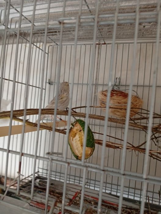 Vendo Canárias  e um macho