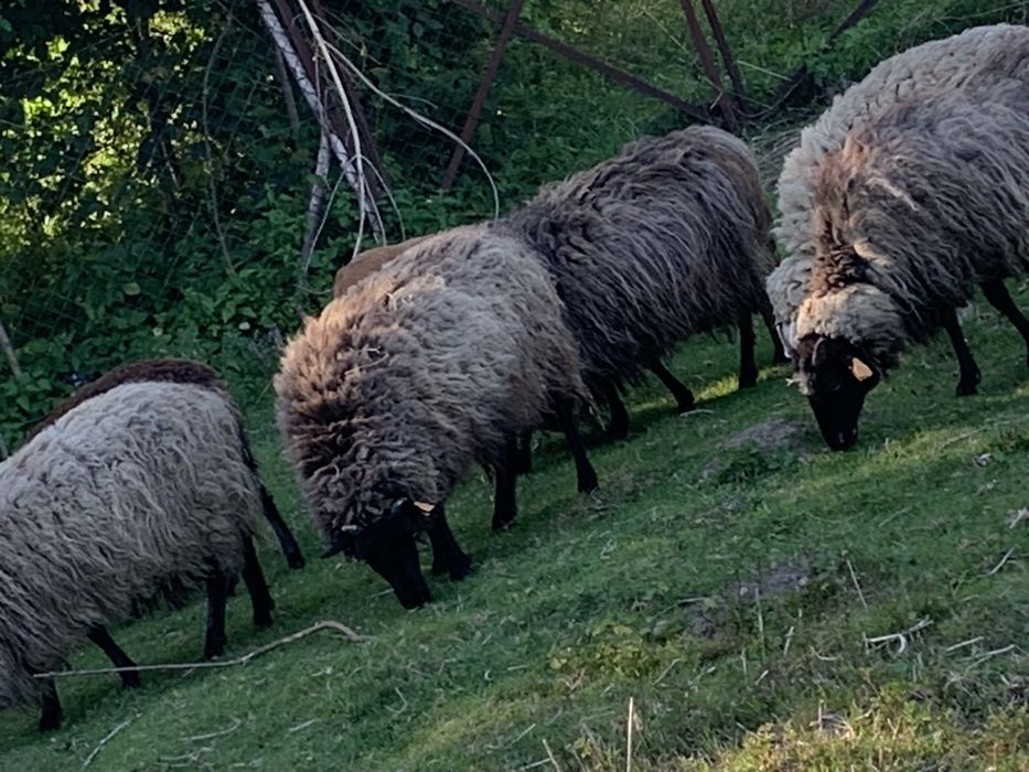 Owce i baranki wrzosówki