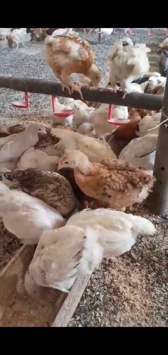 продам! КУРЕЙ-несушки . безкоштовна доставка! Вири!