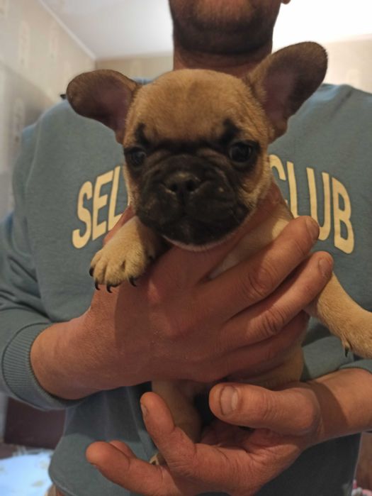 щенок французского бульдога