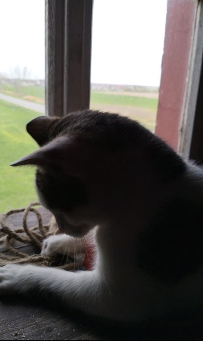 Henio kto go pokocha