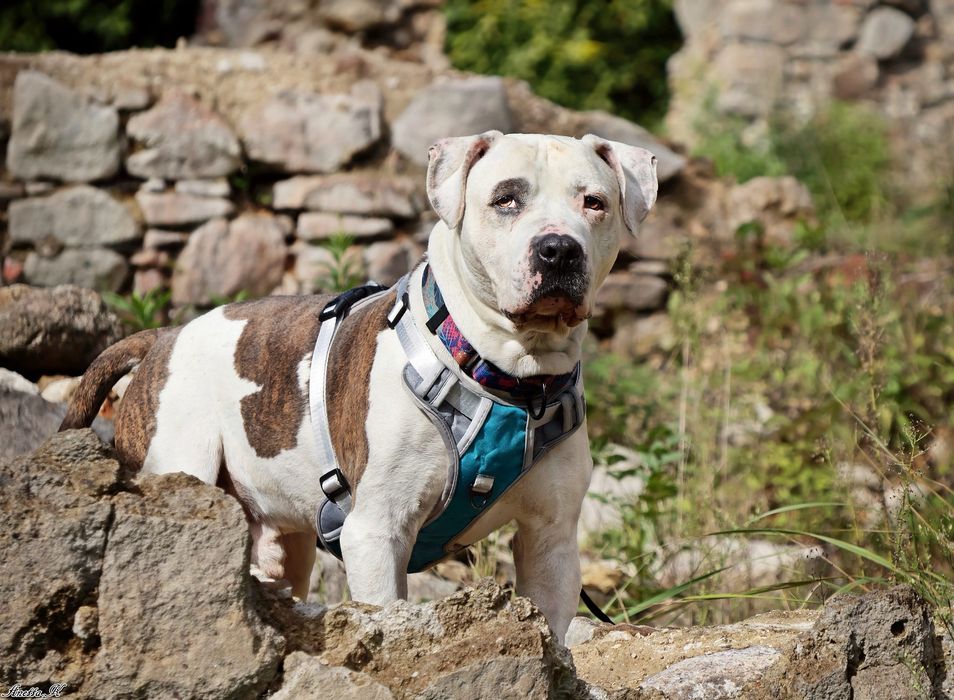 Przecudowny Amstaff Roni szuka swoich ludzi