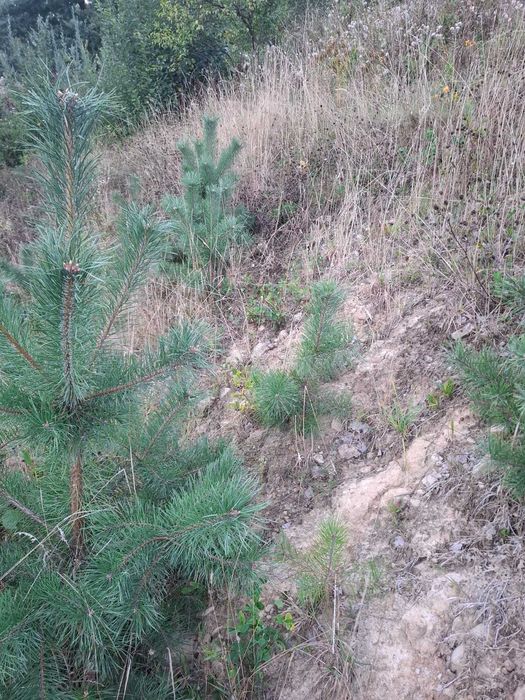 Sosna, brzoza, dąb- drzewka sadzonki