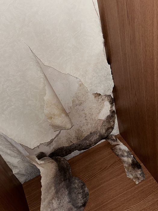 Удаление и устранение грибка , удаление плесени.Работа любой сложности