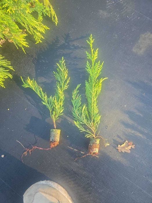 Cupressus leylandii para venda em placas múltiplas 20-35cm