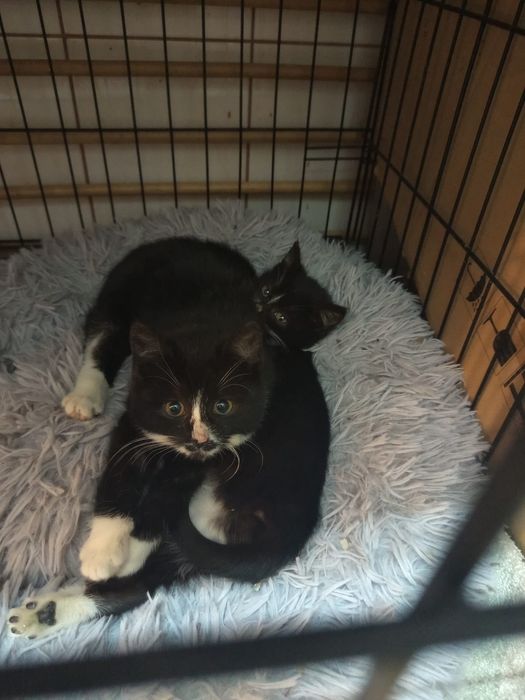 Malutka kotka szuka domu niewychodzącego