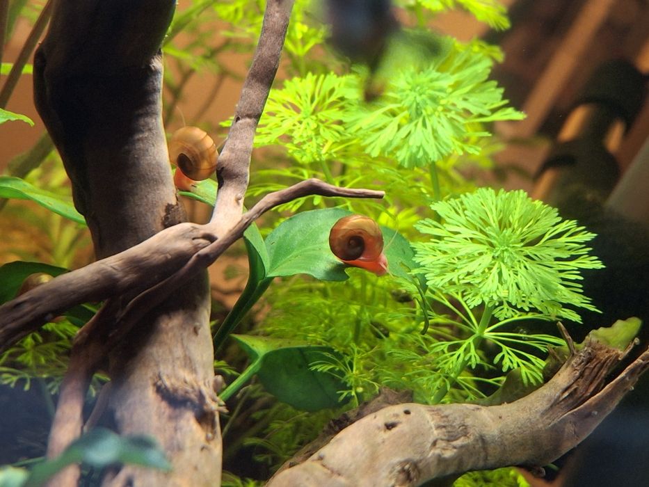 Caracóis Ramshorn