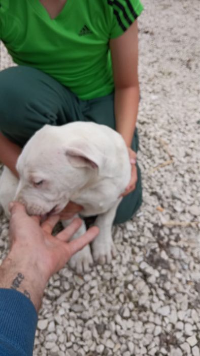 Dog Argentyński śliczna suczka
