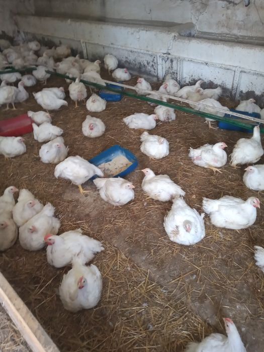 sprzedam brojlery z własnej przydomowej chodowli
