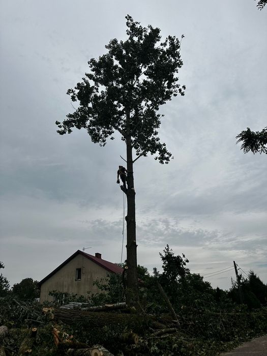 Wycinka drzew metoda alpinistyczna / tradycyjna