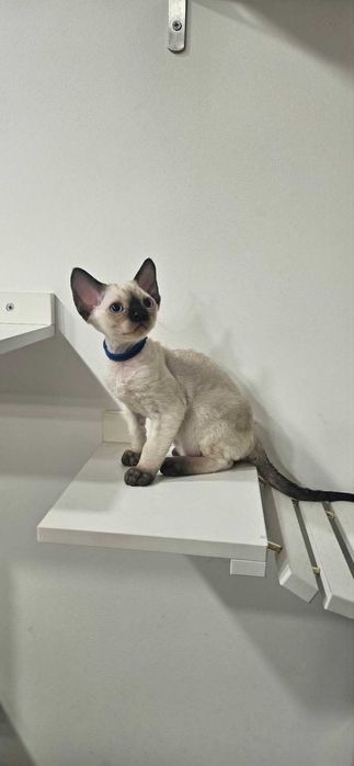 Tulaśny kocurek X-Man Demix*PL Devon Rex point niebieskie oczy zarezerwowany