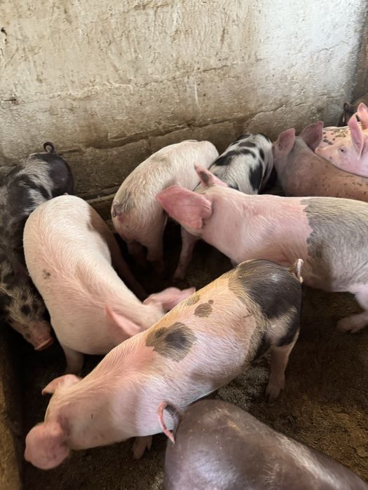 Продам поросят мʼясної породи