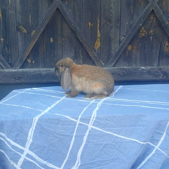 Króliki baran francuski Madagaskar