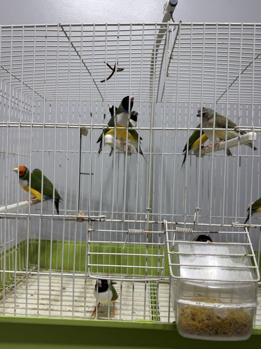 Diamantes Gould