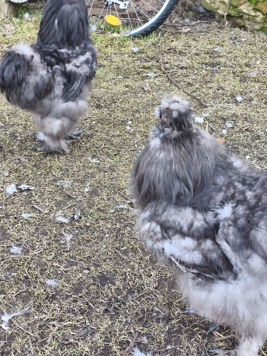 Sprzedam koguty silki