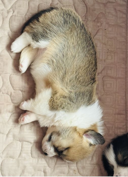 Коргі КСУ Одеса