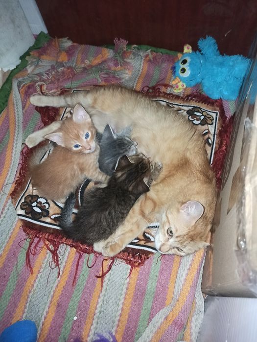 Віддам кошенят в добрі руки