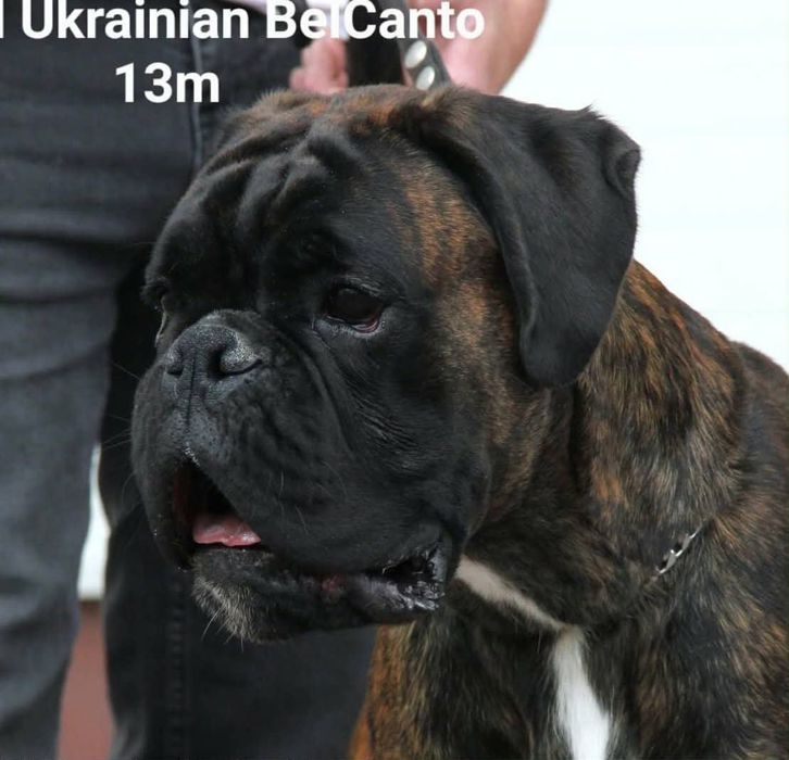 Предлагается на вязку 2 кобеля немецкого боксёра.