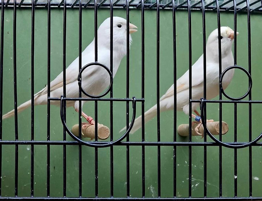 Клетка для канареек ,кенарей,клеточки