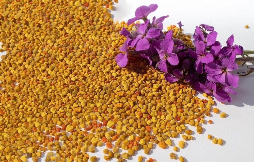 Pyłek pszczeli 1 kg