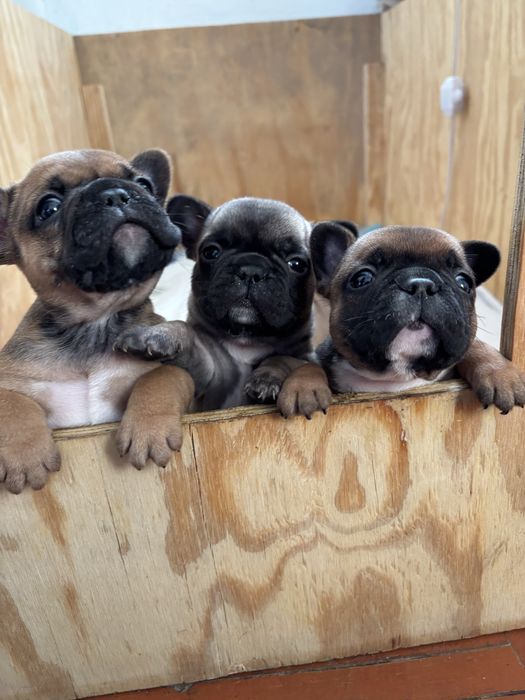 Продам  Французькі бульдоги .