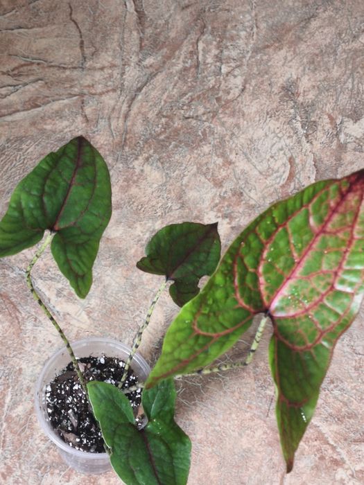 Циртосперма Jhonsonii