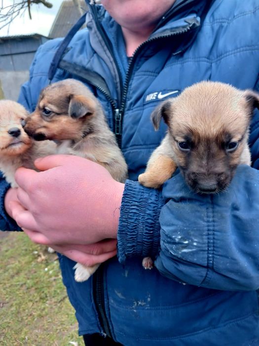 Віддам в добрі руки