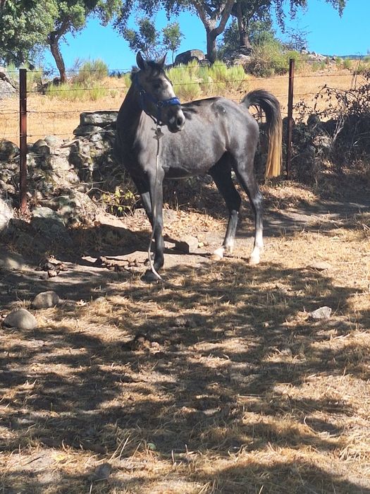 Poldra lusitana Pura