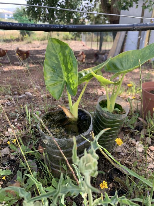 Alocasia orelha de elefante