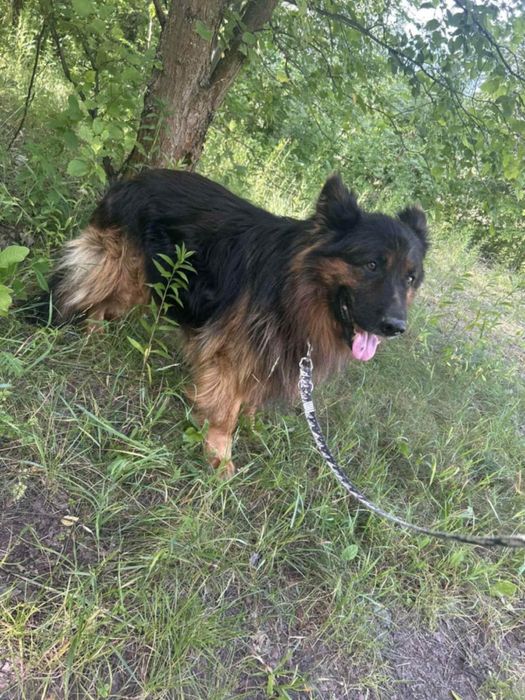 Piekny owczarek niemiecki PILNY DOM