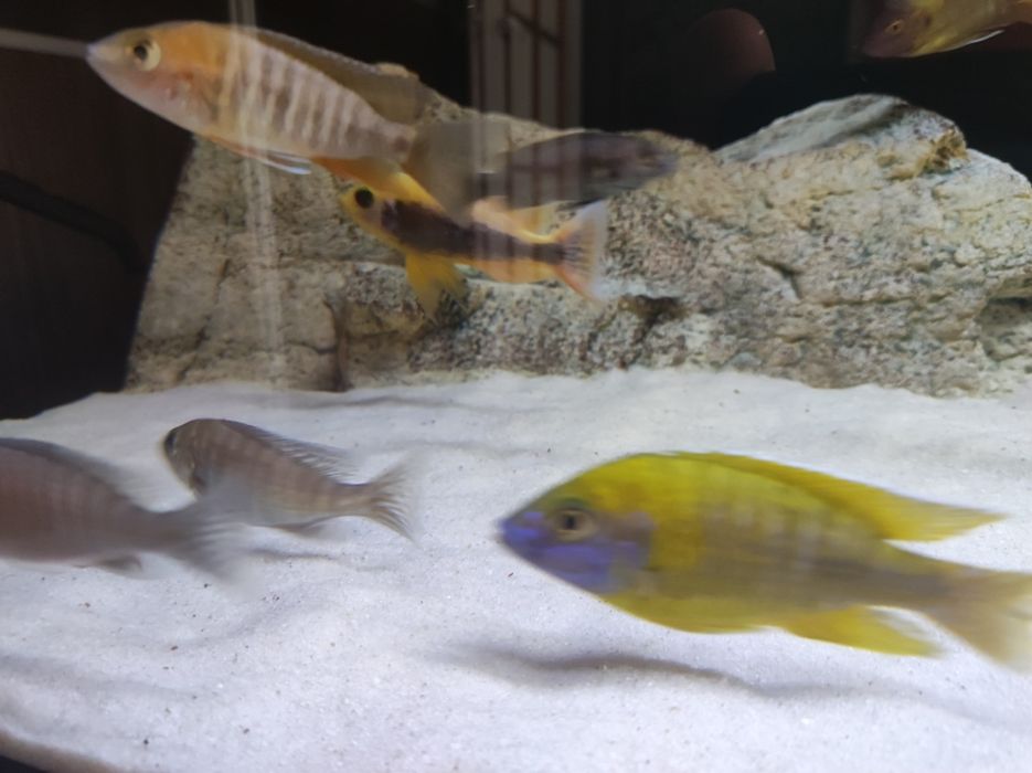 Aulonocara jacobfreibergi eureka
