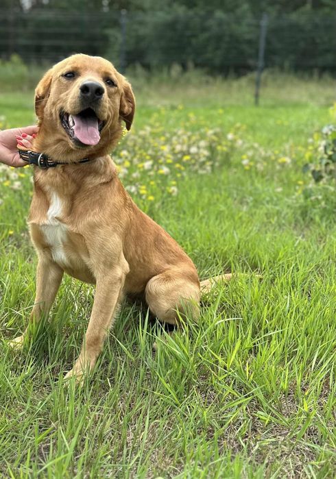 Prawdziwa iskra w psim futrze - Nugat poleca się do adopcji