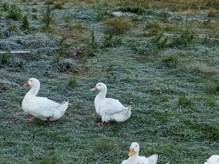 Sprzedam Kaczora rasy maxsimus