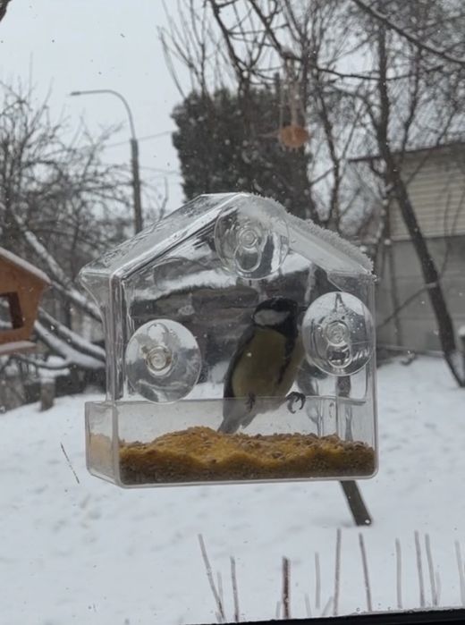 Годівничка на скло, годівниця на вікно