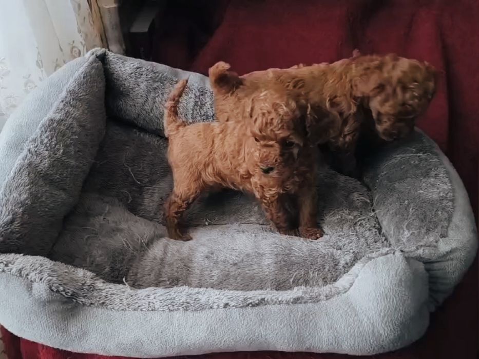 Дівчинка та хлопчик той пудель КСУ FCI, 1,5 місяці з документами (toy)