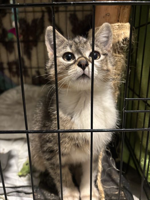 Kocurek Clyde prosi o dom