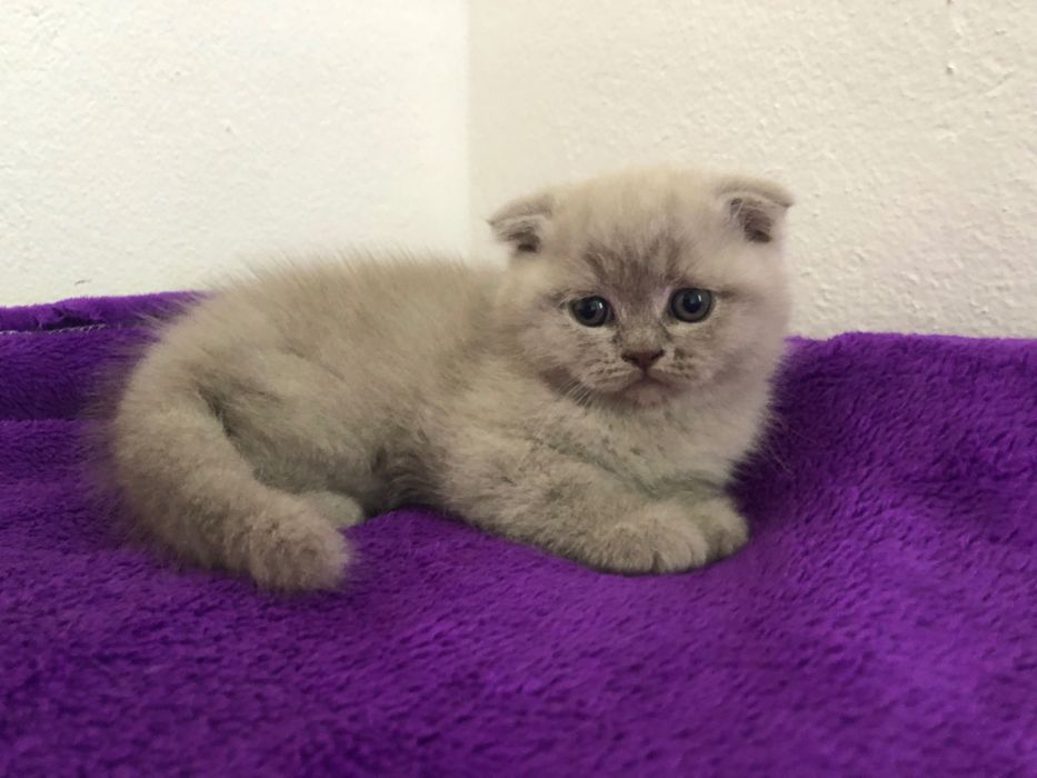 Fêmea Scottish Fold