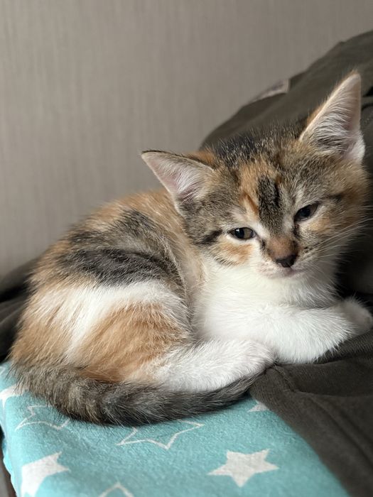 Віддам кошенят у добрі руки